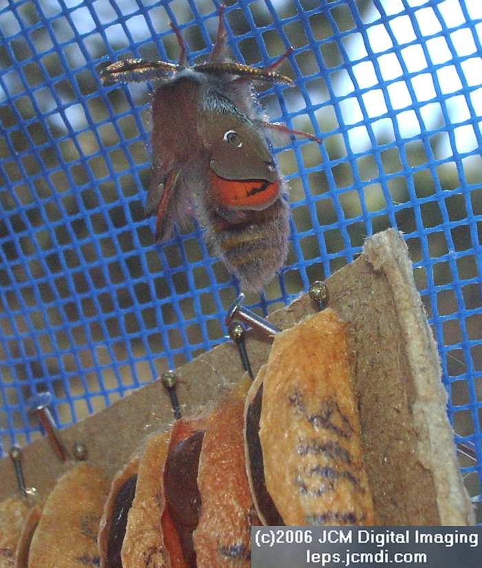 Saturnia albofasciata (White-Streaked Silkmoth) images, rearing, larvae, pupae, cocoons, and documentary