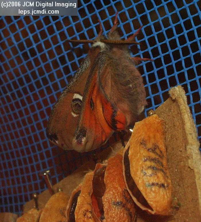 Saturnia albofasciata (White-Streaked Silkmoth) images, rearing, larvae, pupae, cocoons, and documentary