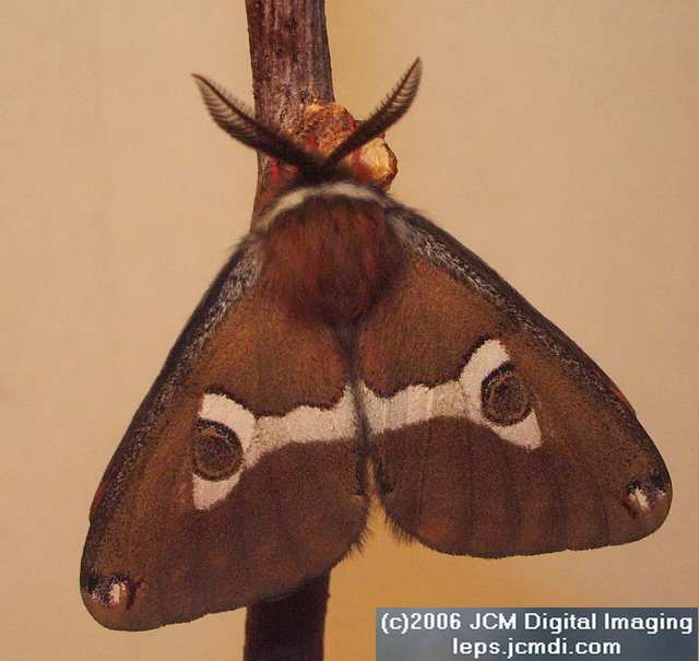 Saturnia albofasciata (White-Streaked Silkmoth) images, rearing, larvae, pupae, cocoons, and documentary