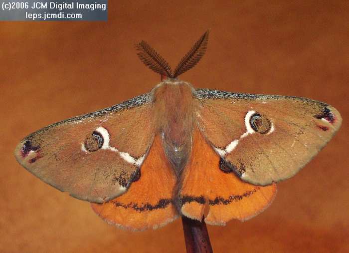 Saturnia albofasciata (White-Streaked Silkmoth) images, rearing, larvae, pupae, cocoons, and documentary