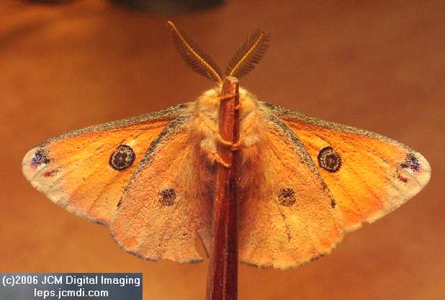 Saturnia albofasciata (White-Streaked Silkmoth) images, rearing, larvae, pupae, cocoons, and documentary