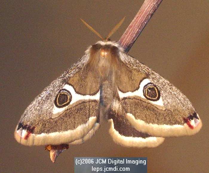 Saturnia albofasciata (White-Streaked Silkmoth) images, rearing, larvae, pupae, cocoons, and documentary