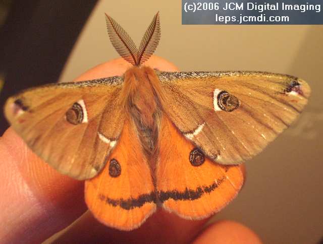 Saturnia albofasciata (White-Streaked Silkmoth) images, rearing, larvae, pupae, cocoons, and documentary