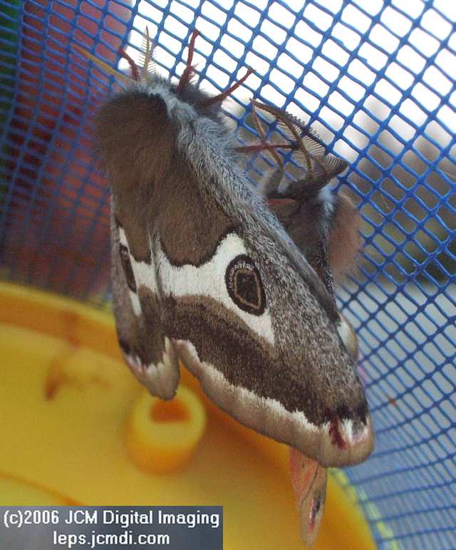 Saturnia albofasciata (White-Streaked Silkmoth) images, rearing, larvae, pupae, cocoons, and documentary