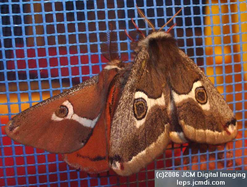 Saturnia albofasciata (White-Streaked Silkmoth) images, rearing, larvae, pupae, cocoons, and documentary