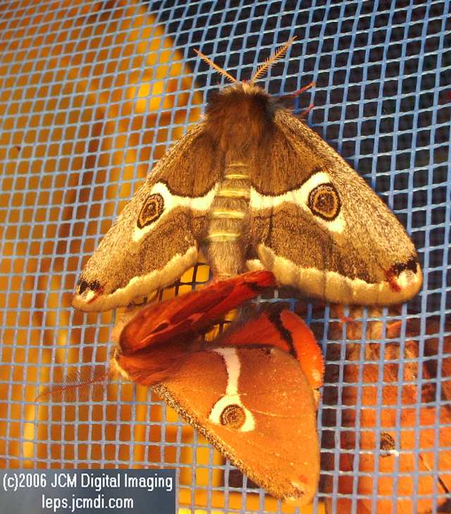 Saturnia albofasciata (White-Streaked Silkmoth) images, rearing, larvae, pupae, cocoons, and documentary