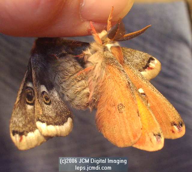 Saturnia albofasciata (White-Streaked Silkmoth) images, rearing, larvae, pupae, cocoons, and documentary