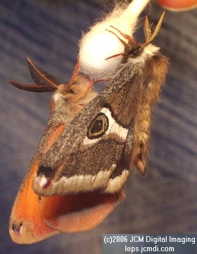 Saturnia albofasciata (White-Streaked Silkmoth) images, rearing, larvae, pupae, cocoons, and documentary