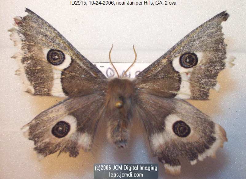 Saturnia albofasciata (White-Streaked Silkmoth) images, rearing, larvae, pupae, cocoons, and documentary