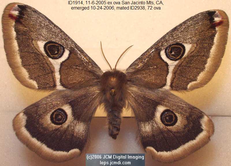 Saturnia albofasciata (White-Streaked Silkmoth) images, rearing, larvae, pupae, cocoons, and documentary