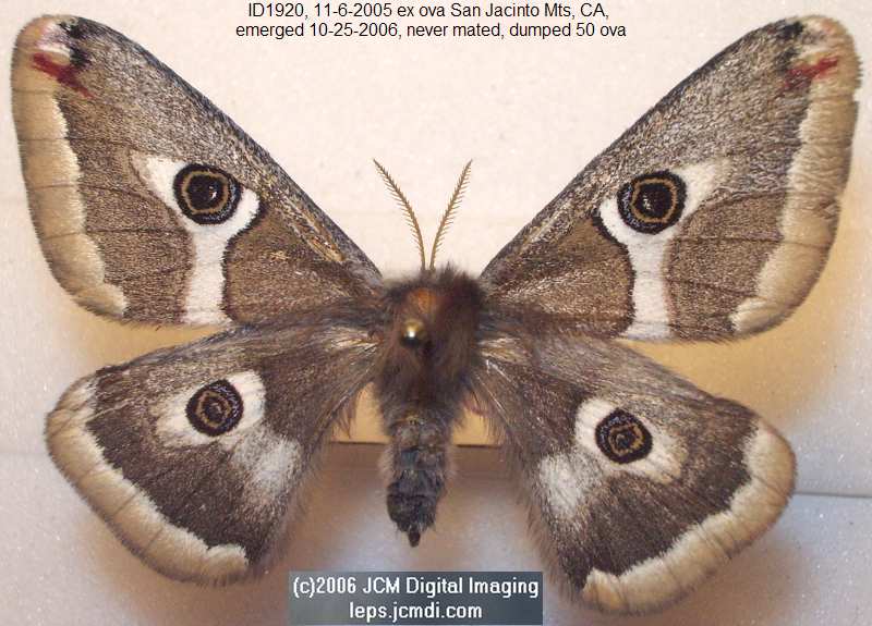 Saturnia albofasciata (White-Streaked Silkmoth) images, rearing, larvae, pupae, cocoons, and documentary