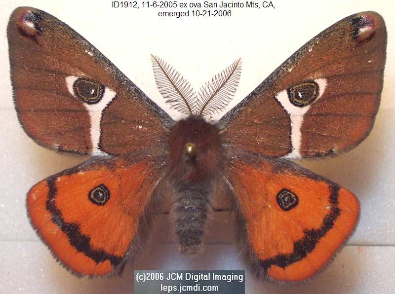 Saturnia albofasciata (White-Streaked Silkmoth) images, rearing, larvae, pupae, cocoons, and documentary