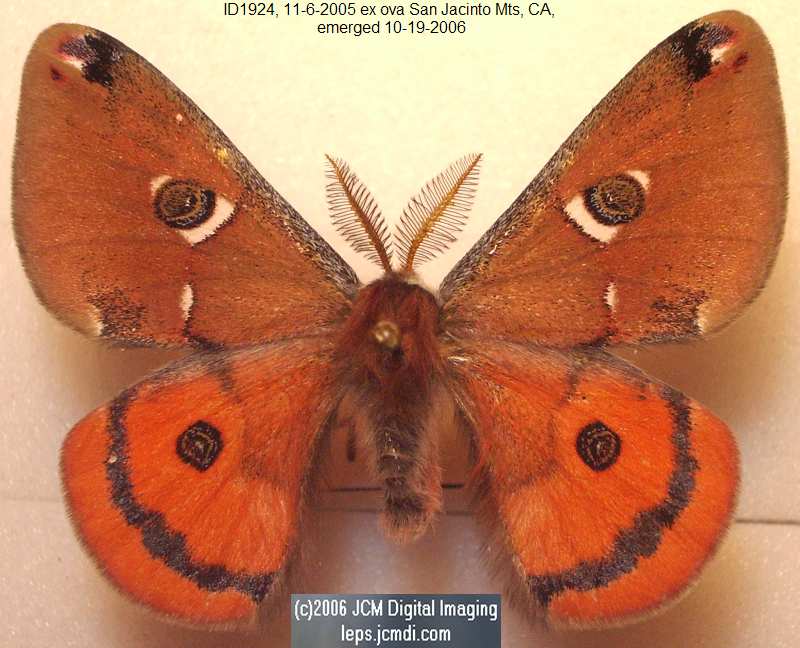 Saturnia albofasciata (White-Streaked Silkmoth) images, rearing, larvae, pupae, cocoons, and documentary