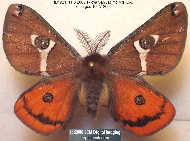 Saturnia albofasciata (White-Streaked Silkmoth) images, rearing, larvae, pupae, cocoons, and documentary