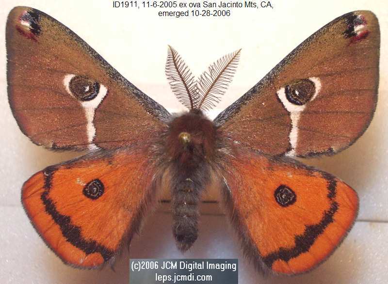 Saturnia albofasciata (White-Streaked Silkmoth) images, rearing, larvae, pupae, cocoons, and documentary