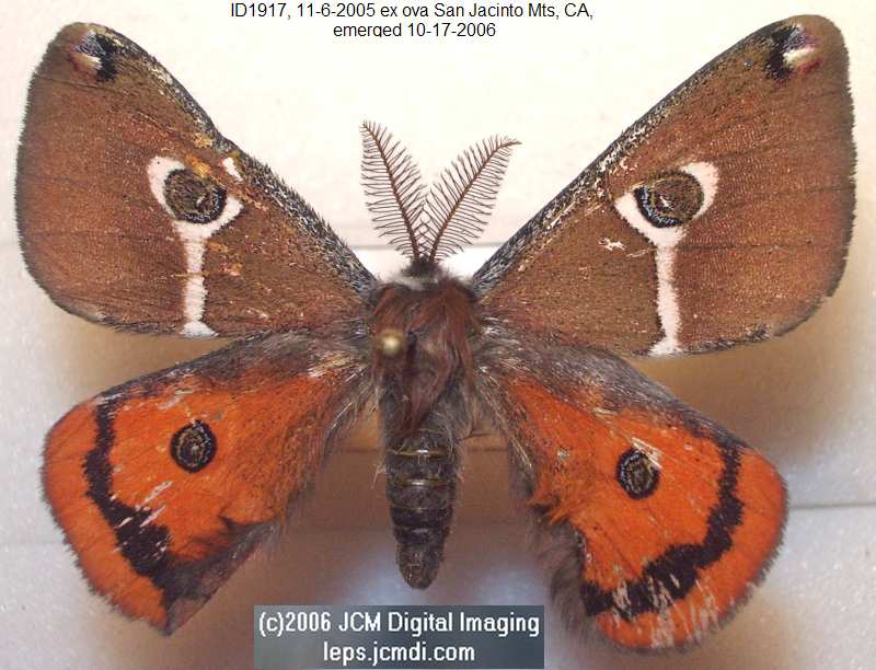 Saturnia albofasciata (White-Streaked Silkmoth) images, rearing, larvae, pupae, cocoons, and documentary