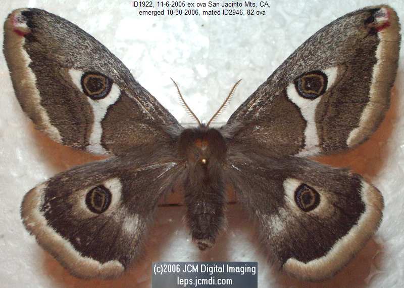 Saturnia albofasciata (White-Streaked Silkmoth) images, rearing, larvae, pupae, cocoons, and documentary