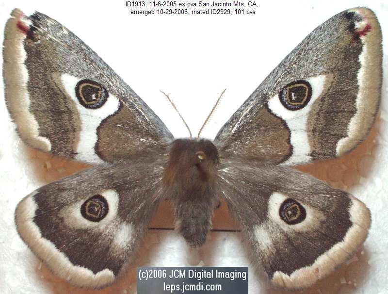 Saturnia albofasciata (White-Streaked Silkmoth) images, rearing, larvae, pupae, cocoons, and documentary