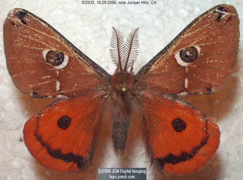 Saturnia albofasciata (White-Streaked Silkmoth) images, rearing, larvae, pupae, cocoons, and documentary