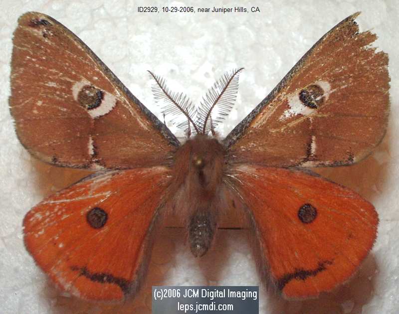 Saturnia albofasciata (White-Streaked Silkmoth) images, rearing, larvae, pupae, cocoons, and documentary