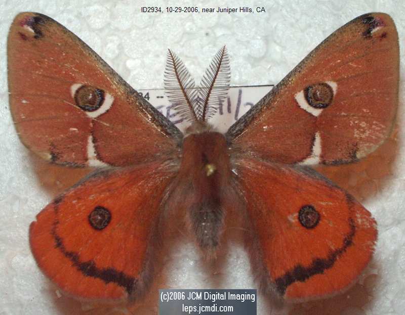 Saturnia albofasciata (White-Streaked Silkmoth) images, rearing, larvae, pupae, cocoons, and documentary