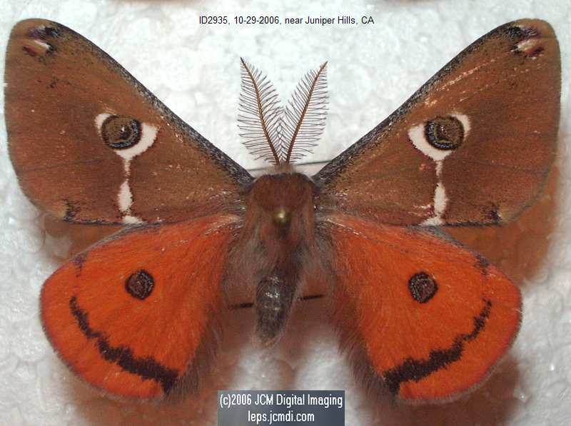 Saturnia albofasciata (White-Streaked Silkmoth) images, rearing, larvae, pupae, cocoons, and documentary