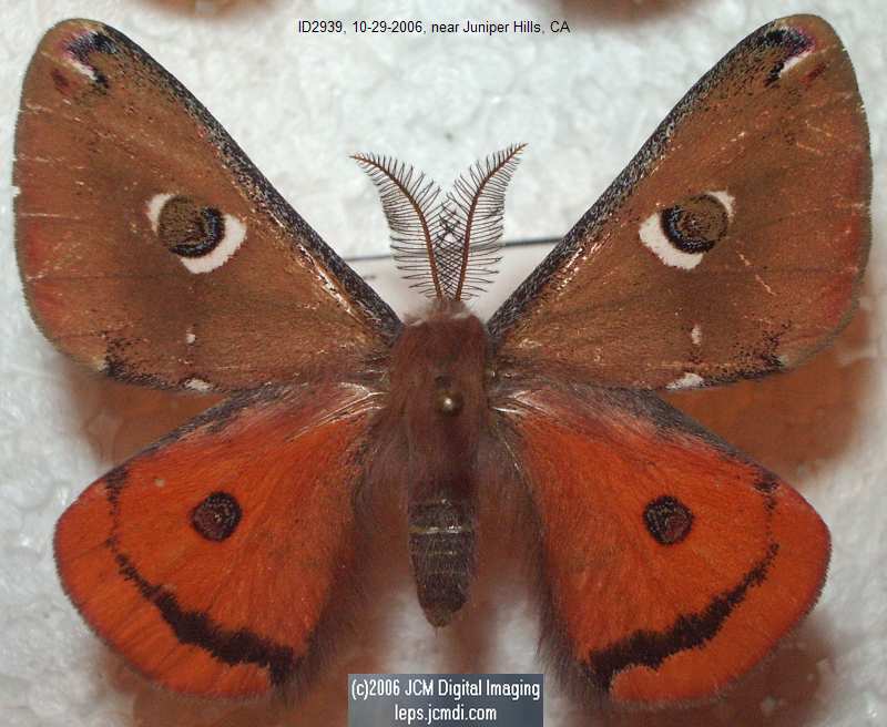 Saturnia albofasciata (White-Streaked Silkmoth) images, rearing, larvae, pupae, cocoons, and documentary