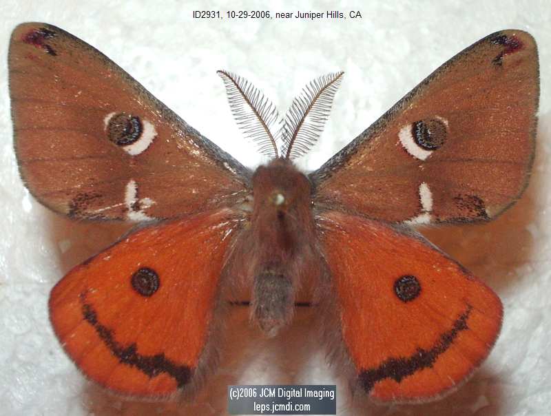 Saturnia albofasciata (White-Streaked Silkmoth) images, rearing, larvae, pupae, cocoons, and documentary