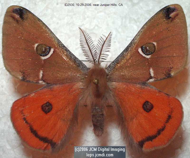 Saturnia albofasciata (White-Streaked Silkmoth) images, rearing, larvae, pupae, cocoons, and documentary