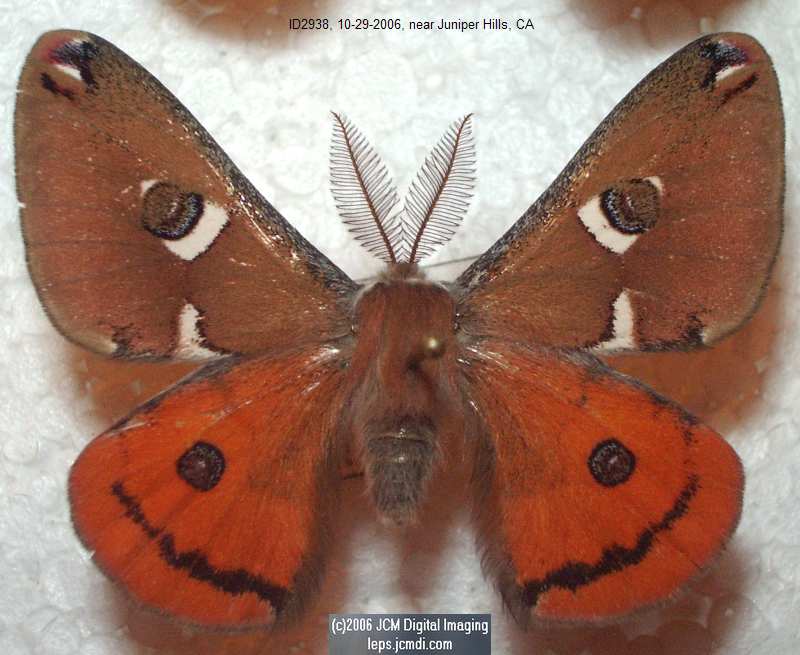 Saturnia albofasciata (White-Streaked Silkmoth) images, rearing, larvae, pupae, cocoons, and documentary