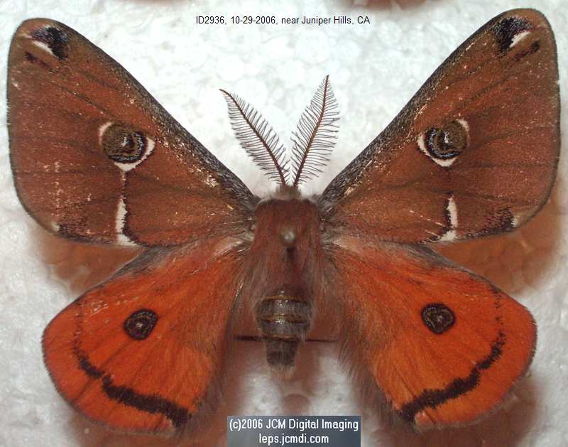 Saturnia albofasciata (White-Streaked Silkmoth) images, rearing, larvae, pupae, cocoons, and documentary