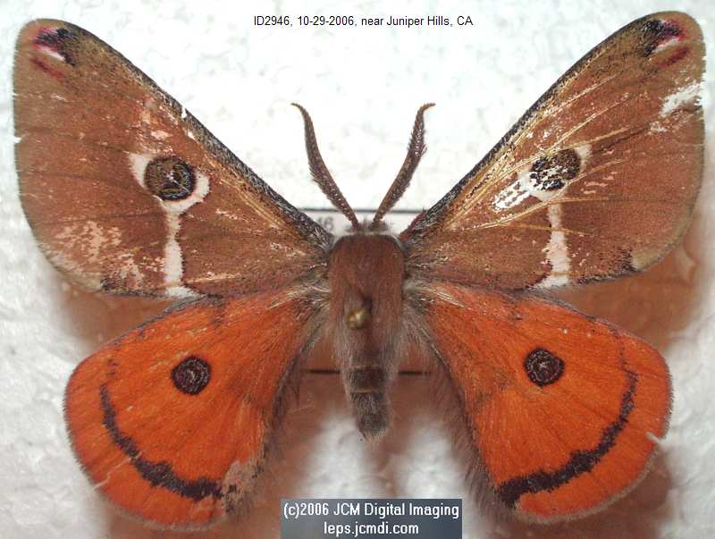 Saturnia albofasciata (White-Streaked Silkmoth) images, rearing, larvae, pupae, cocoons, and documentary