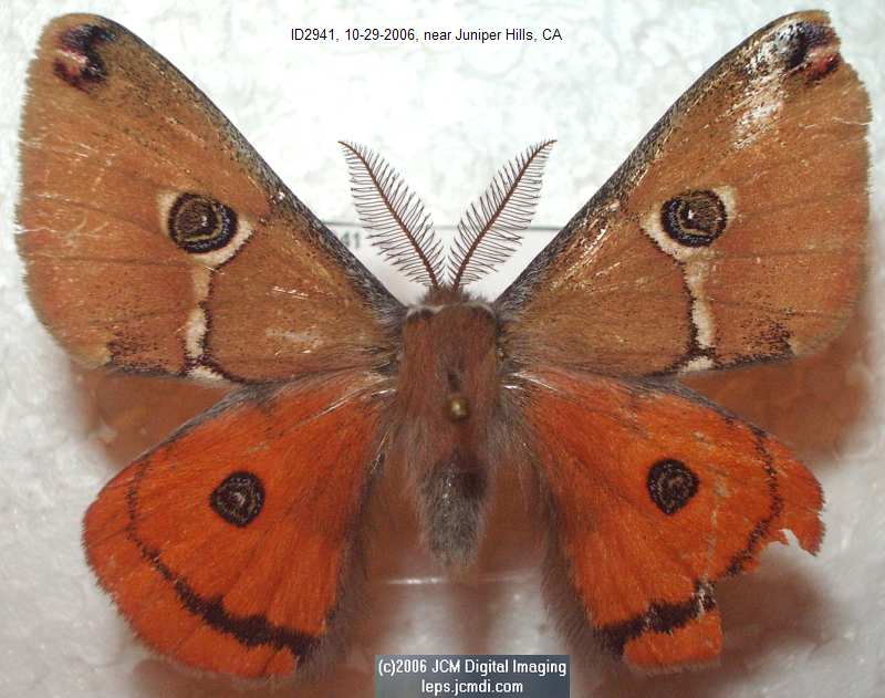 Saturnia albofasciata (White-Streaked Silkmoth) images, rearing, larvae, pupae, cocoons, and documentary