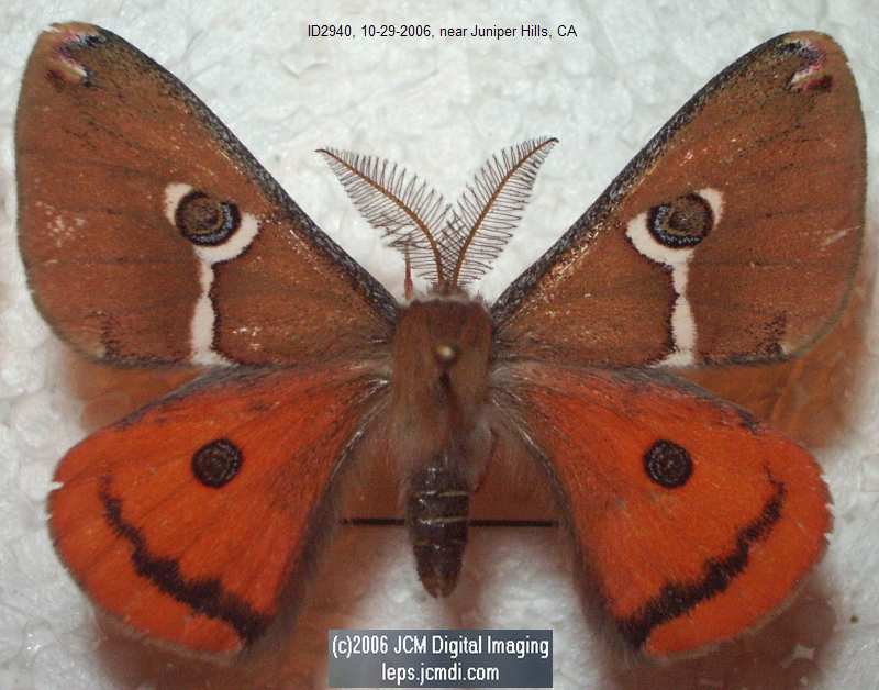 Saturnia albofasciata (White-Streaked Silkmoth) images, rearing, larvae, pupae, cocoons, and documentary