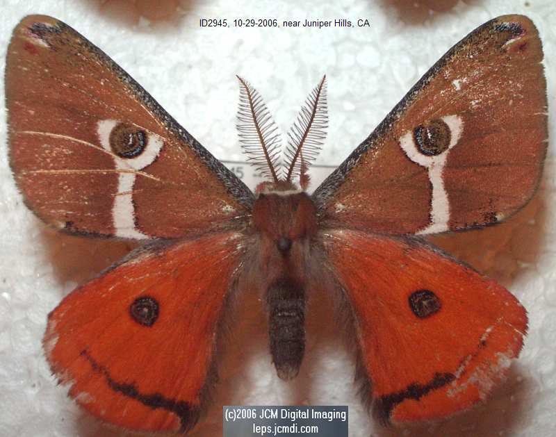 Saturnia albofasciata (White-Streaked Silkmoth) images, rearing, larvae, pupae, cocoons, and documentary