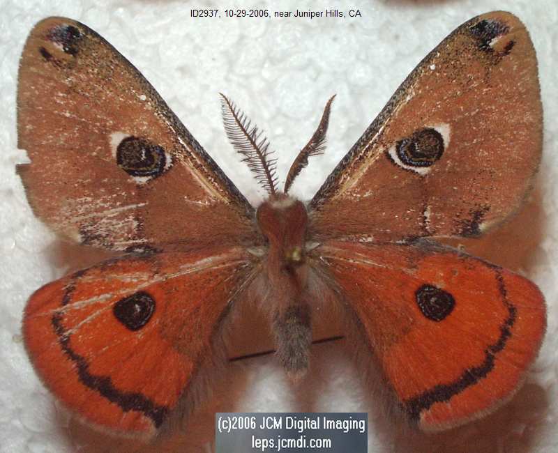 Saturnia albofasciata (White-Streaked Silkmoth) images, rearing, larvae, pupae, cocoons, and documentary