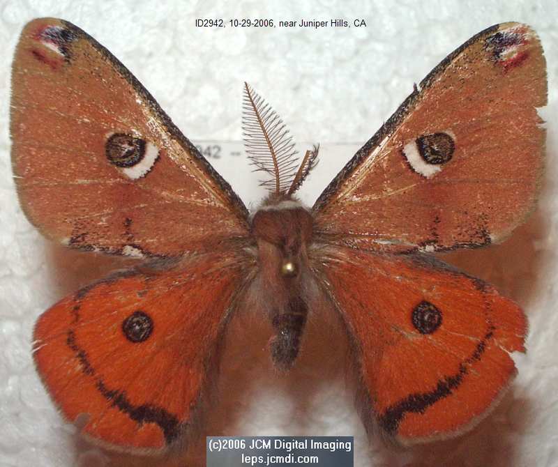 Saturnia albofasciata (White-Streaked Silkmoth) images, rearing, larvae, pupae, cocoons, and documentary