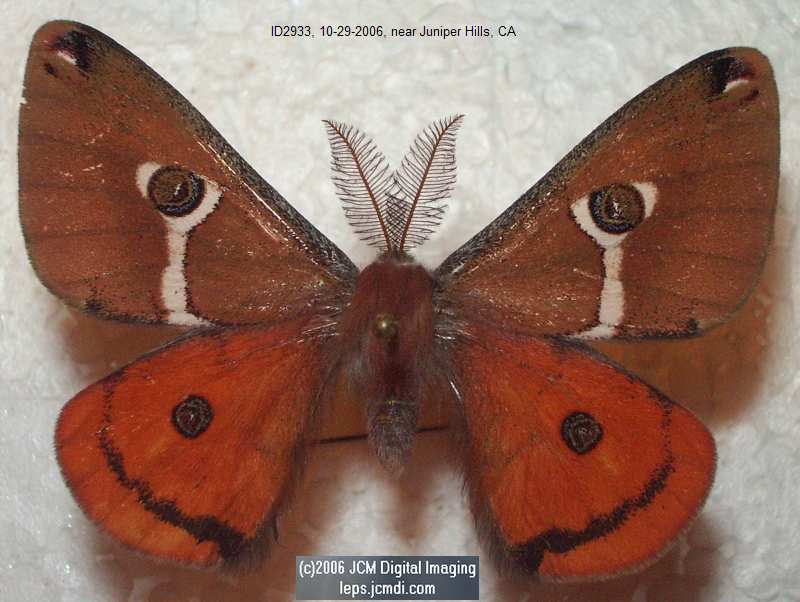 Saturnia albofasciata (White-Streaked Silkmoth) images, rearing, larvae, pupae, cocoons, and documentary