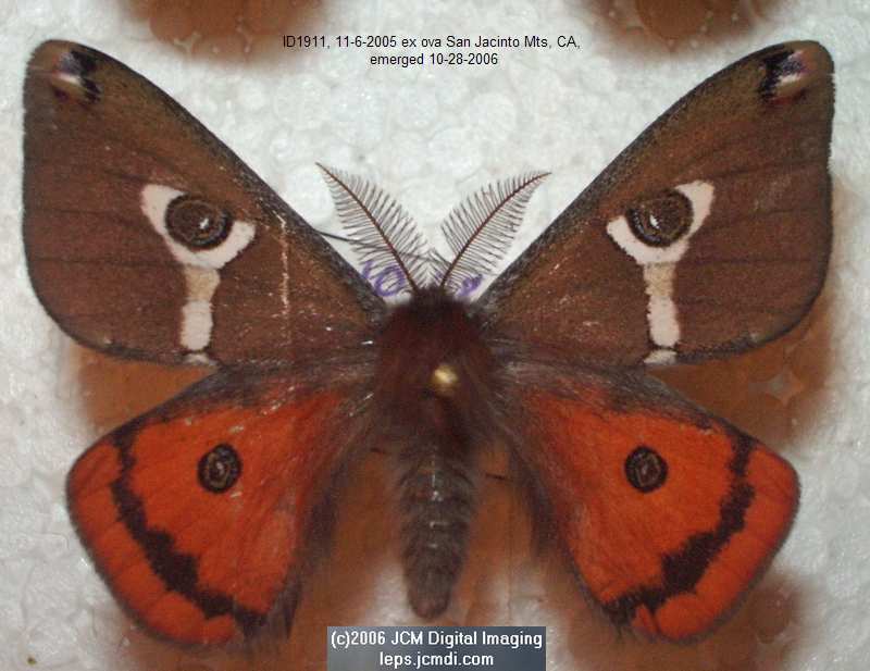 Saturnia albofasciata (White-Streaked Silkmoth) images, rearing, larvae, pupae, cocoons, and documentary