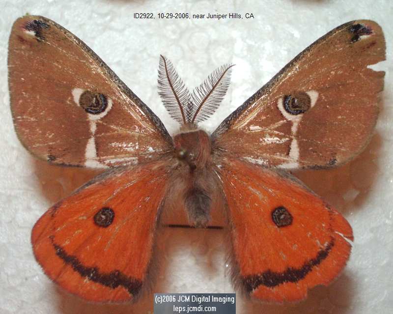 Saturnia albofasciata (White-Streaked Silkmoth) images, rearing, larvae, pupae, cocoons, and documentary