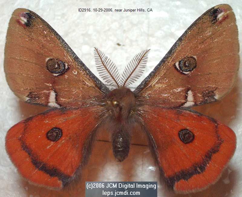 Saturnia albofasciata (White-Streaked Silkmoth) images, rearing, larvae, pupae, cocoons, and documentary