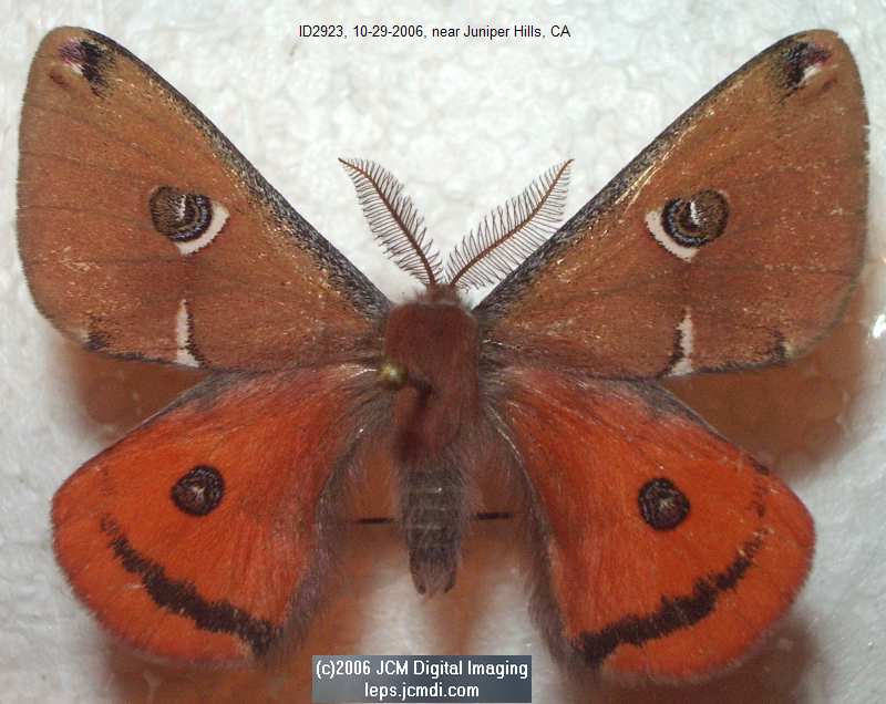 Saturnia albofasciata (White-Streaked Silkmoth) images, rearing, larvae, pupae, cocoons, and documentary