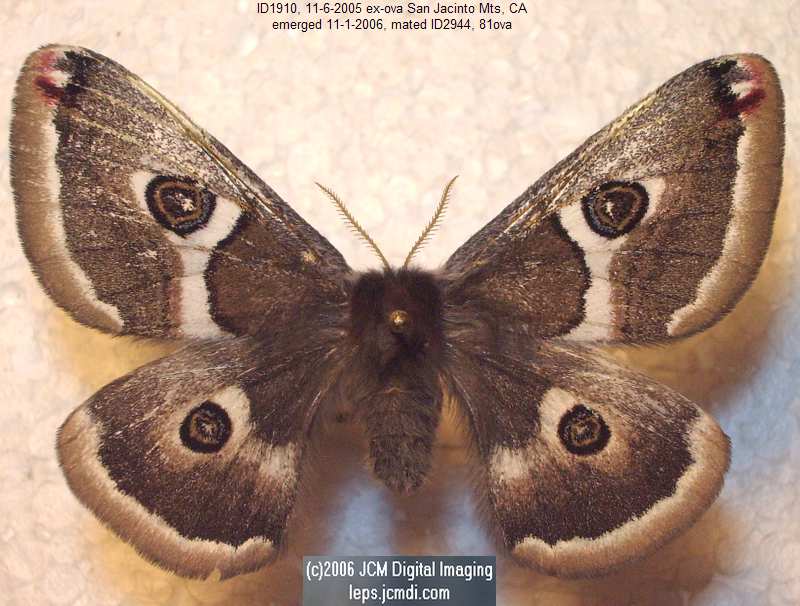 Saturnia albofasciata (White-Streaked Silkmoth) images, rearing, larvae, pupae, cocoons, and documentary