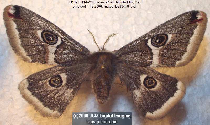 Saturnia albofasciata (White-Streaked Silkmoth) images, rearing, larvae, pupae, cocoons, and documentary