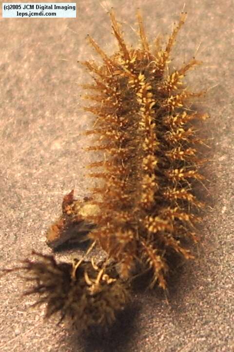 Hemileuca burnsi (Burns' Silk Moth) images, rearing, larvae, pupae, cocoons, and documentary