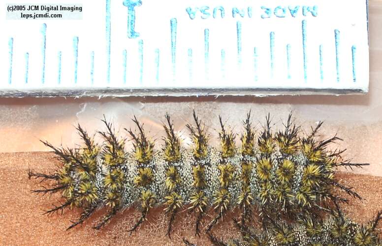 Hemileuca burnsi (Burns' Silk Moth) images, rearing, larvae, pupae, cocoons, and documentary