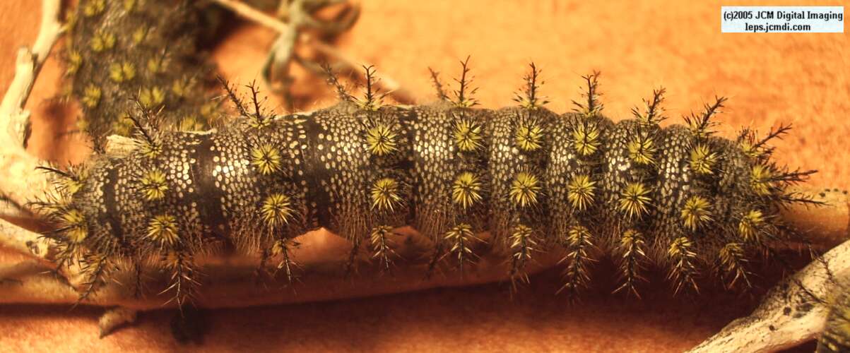 Hemileuca burnsi (Burns' Silk Moth) images, rearing, larvae, pupae, cocoons, and documentary