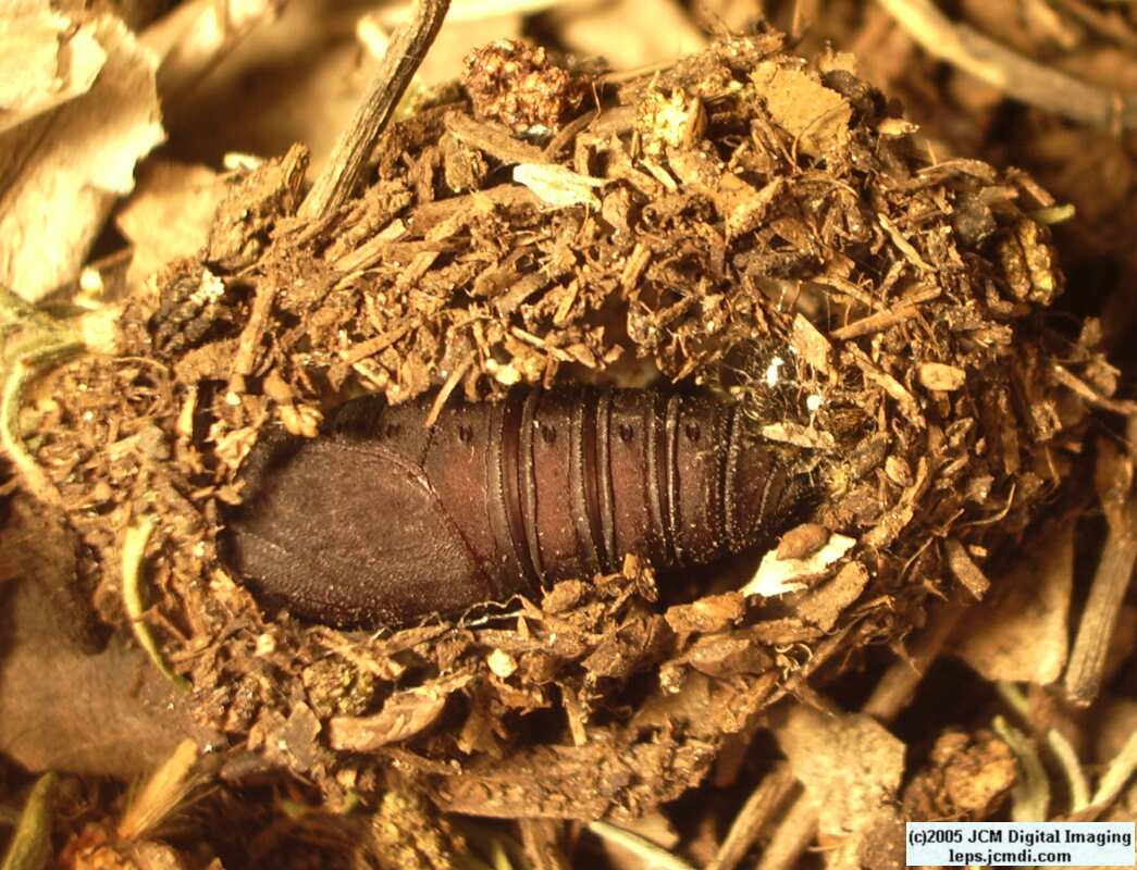 Hemileuca burnsi (Burns' Silk Moth) images, rearing, larvae, pupae, cocoons, and documentary