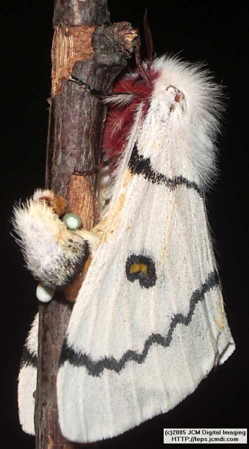 Hemileuca burnsi (Burns' Silk Moth) images, rearing, larvae, pupae, cocoons, and documentary