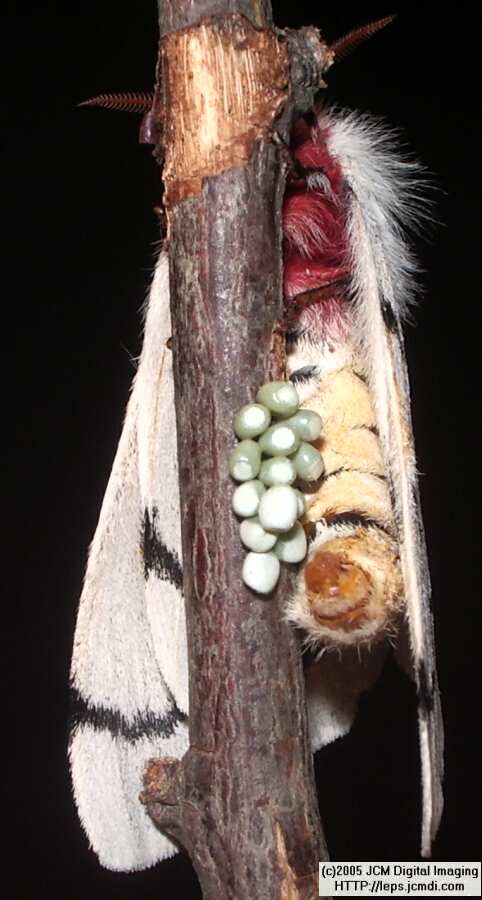 Hemileuca burnsi (Burns' Silk Moth) images, rearing, larvae, pupae, cocoons, and documentary